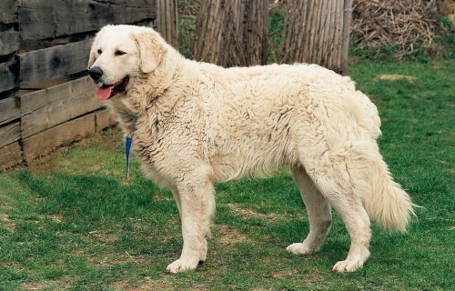 Kuvasz