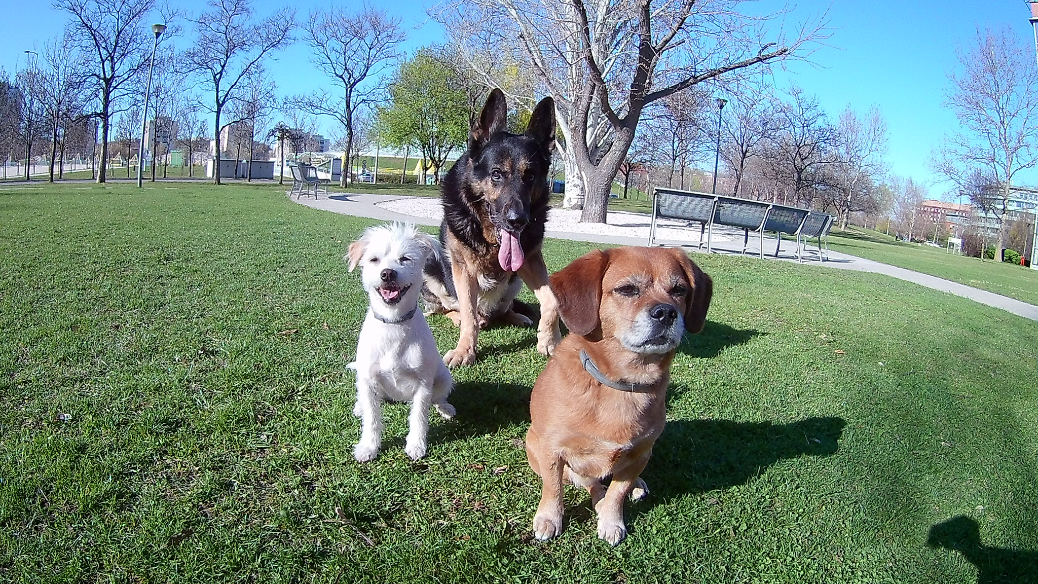 Rexi már megint trollkodik hátul