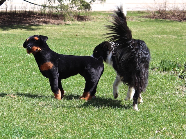 Ez a border collie ugyanúgy közelíti meg az élethű plüss kutyát, mintha valódi lenne