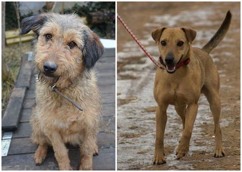 Csini és Patti is szerető gazdira vár a Pécs Környéki Állatmentő Alapítvány gondozásában