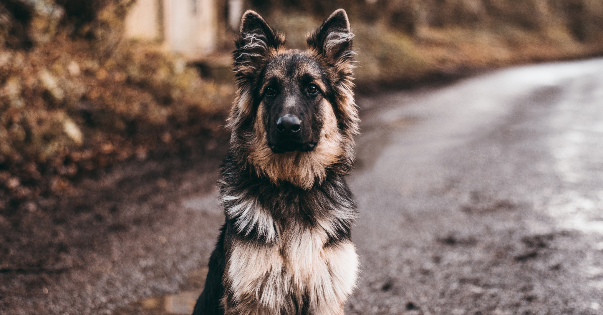 A szilveszteri petárdázások és tűzijátékok miatt több száz állat szökik meg, kerül bajba - segítség nélkül sokuk soha nem találna haza!