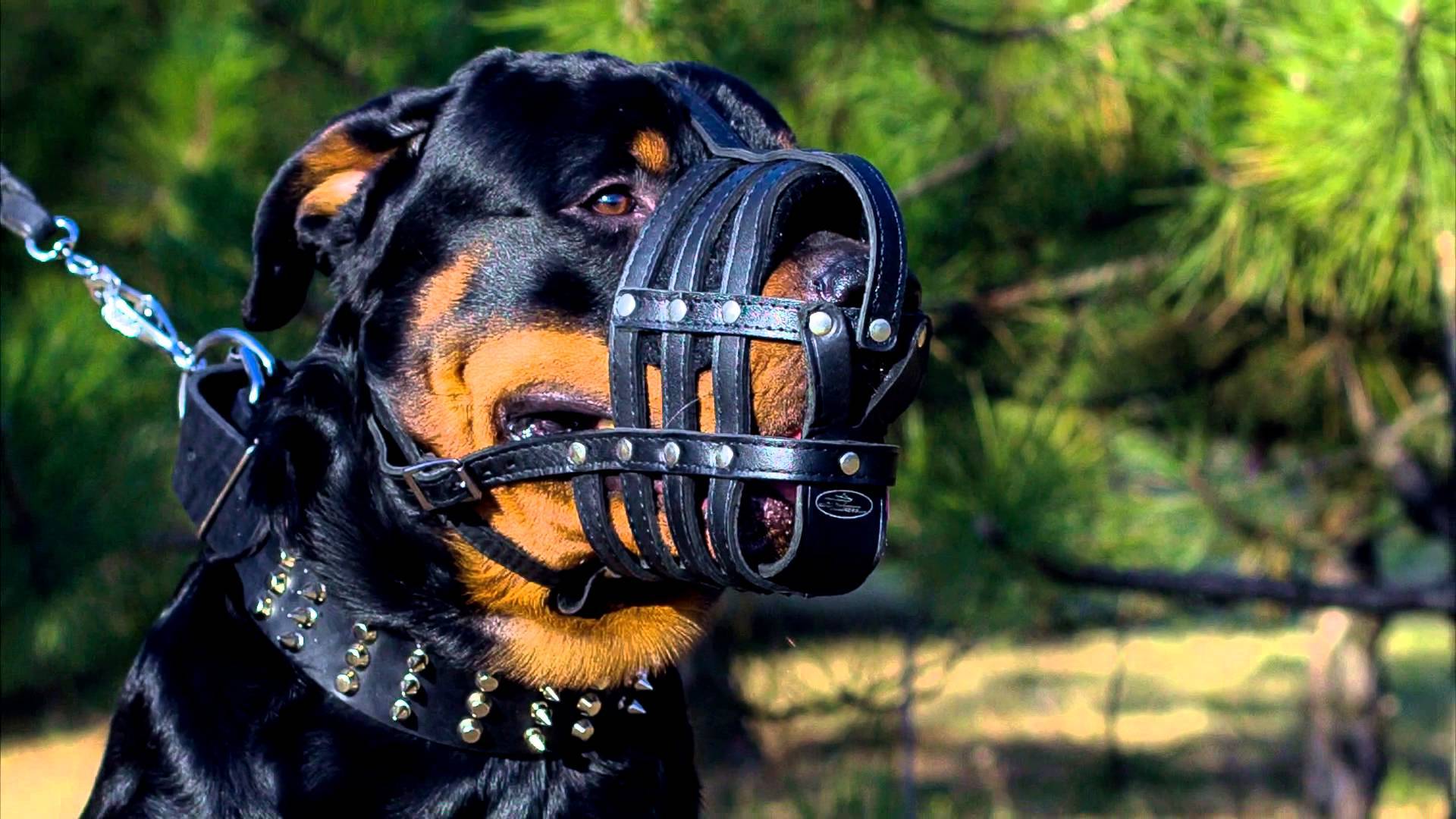 A kisfiút egy szájkosár és póráz nélküli rottweiler támadta meg