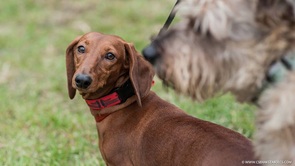 A II. Tacskó Találkozó egyik szépsége