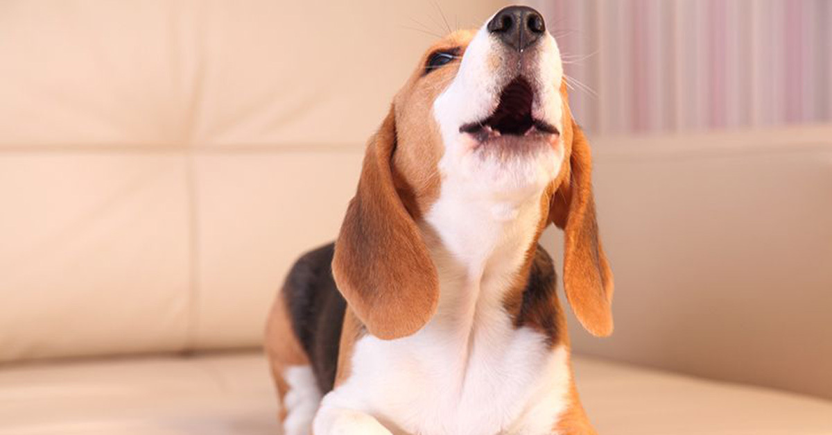 A magasabb hangú kutyaugatás jobban zavarja az embereket