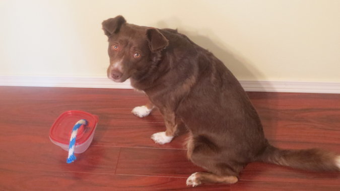 A kísérletező eb, és doboza