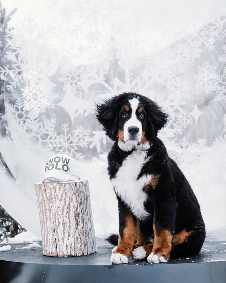 A kis berni pásztor imádja a havat!