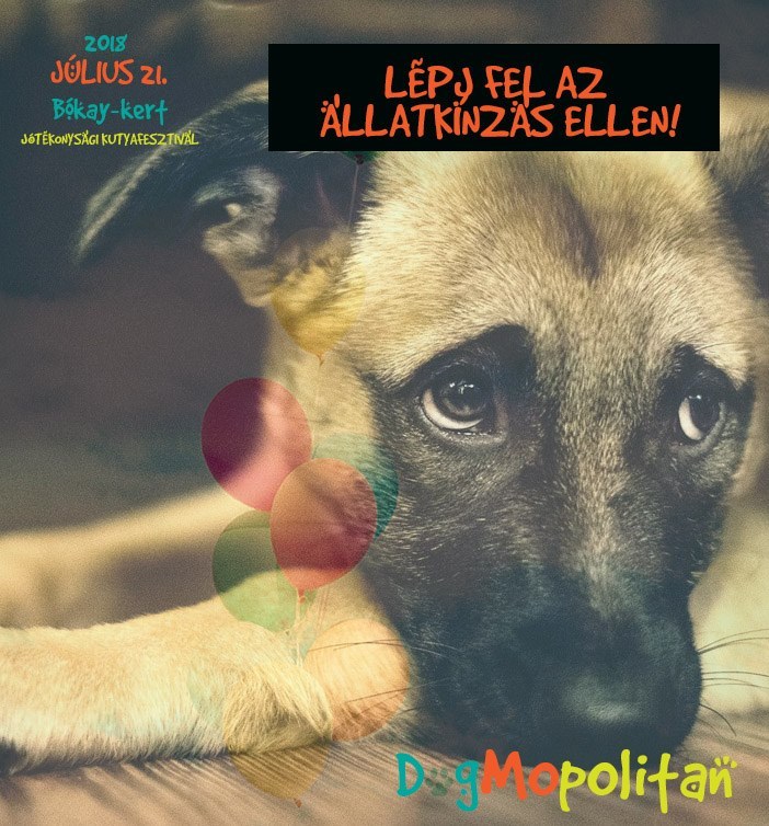 Az állatvédelem is kiemelt témája a DogMopolitan Jótékonysági Kutyafesztiválnak