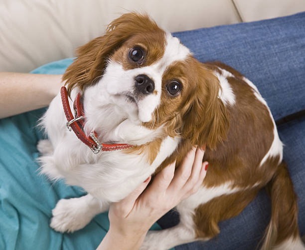 Cavalier King Charles Spániel a gazdi ölében