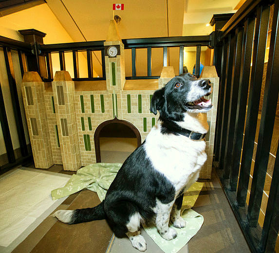 Ellie, a border collie keverék is a programnak köszönheti új otthonát