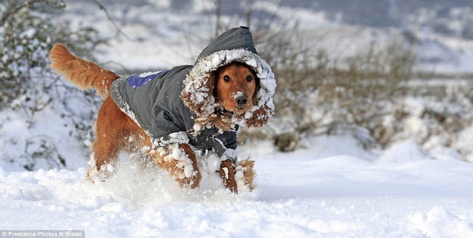 A hógolyókat lassan melegítve távolítsuk el. A fagyott lábon fájdalmas lehet az ebnek!