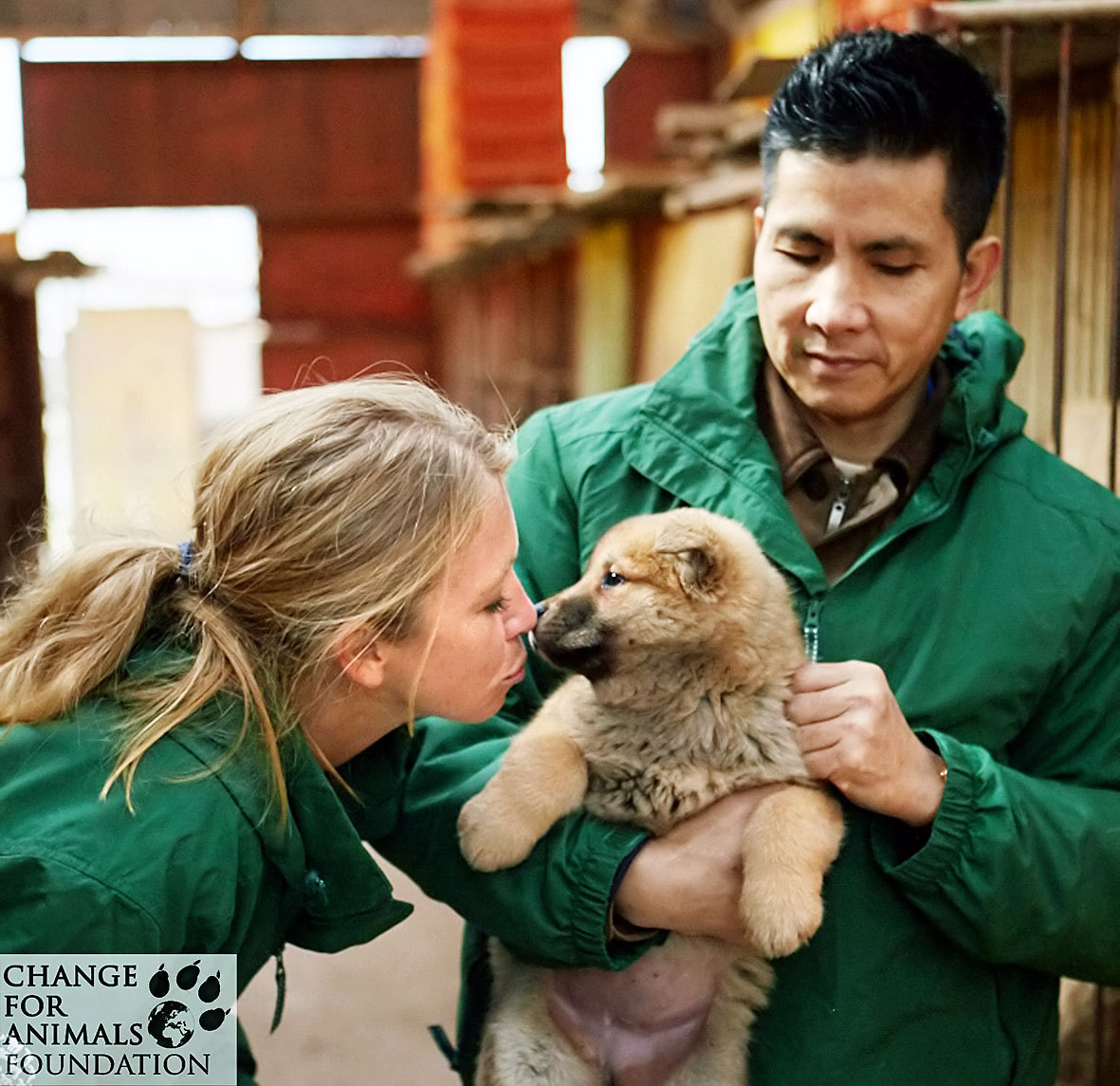 A kiskutyák megmenekültek hála a Change for Animals Alapítványnak