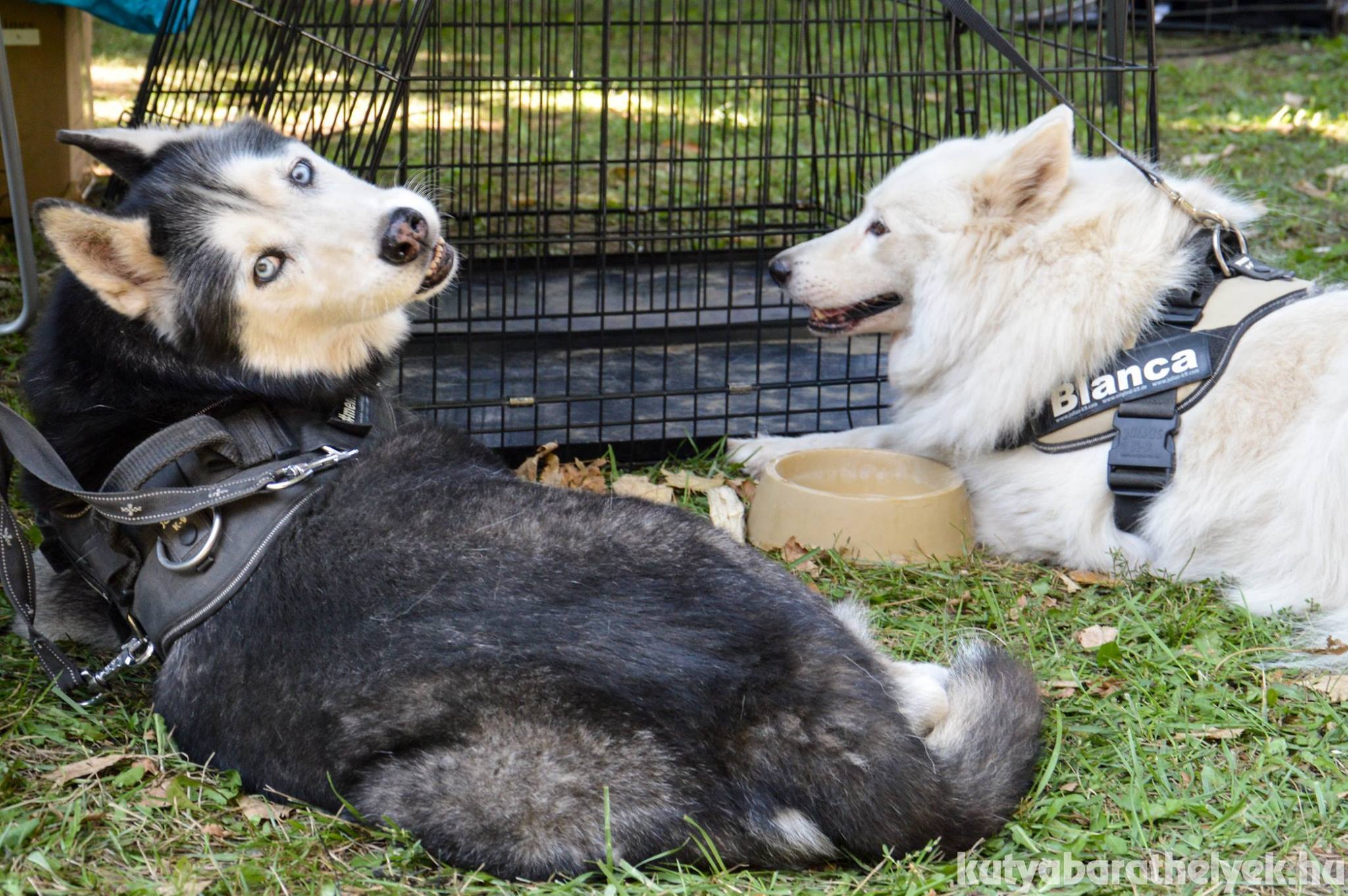 Számos fajtamentő szervezet és állatvédő egyesület is jelen lesz védenceikkel
