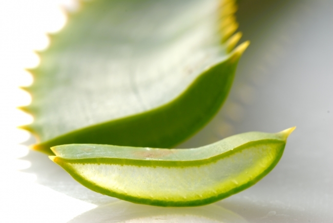 Gyógynövény kutyáknak - Aloe Vera levele, közepén a tápanyagokban, vitaminokban, ásványi anyagokban gazdag kocsonyás nedv