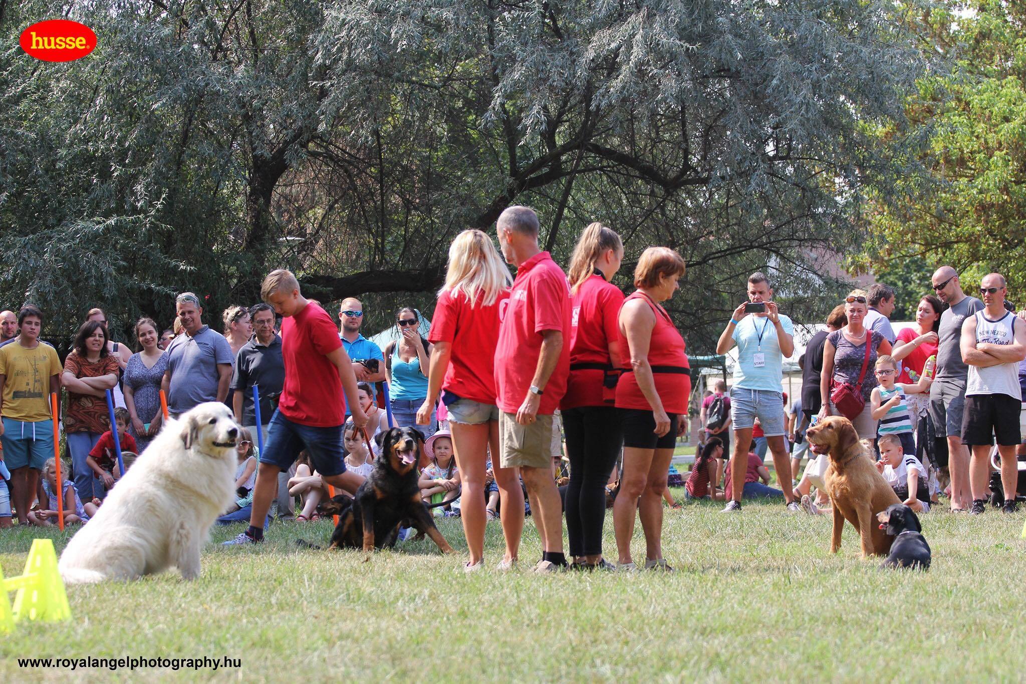 A Gödöllői Kutyasport Központ látványos bemutatót tartott 