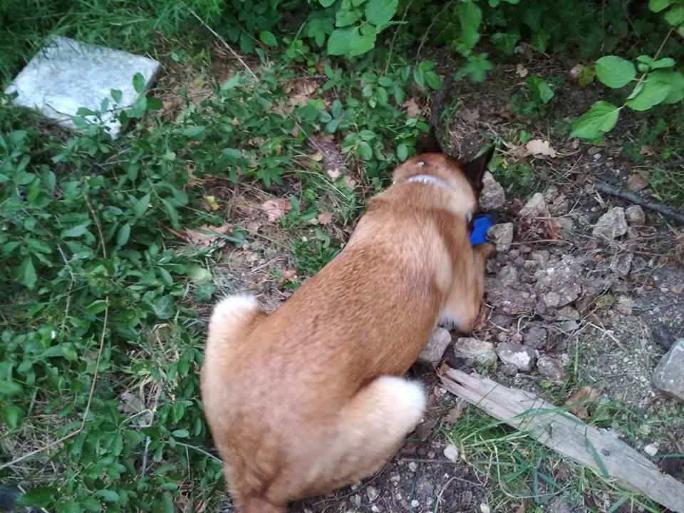 Még játék közben is megérezte az elásott drogot, és jelzett