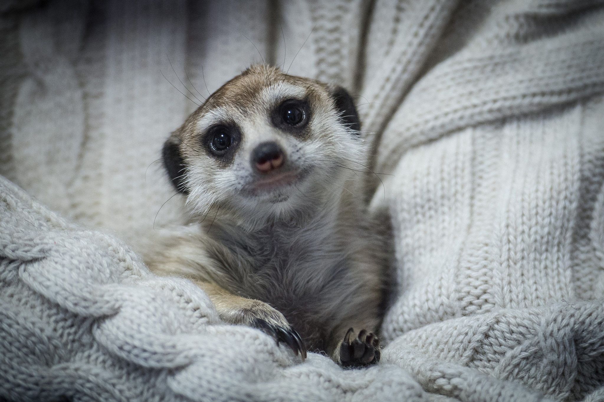 Zara a vemhes szurikáta azért vesztette életét, mert egy gyerek fittyet hányt a tiltásokra... 