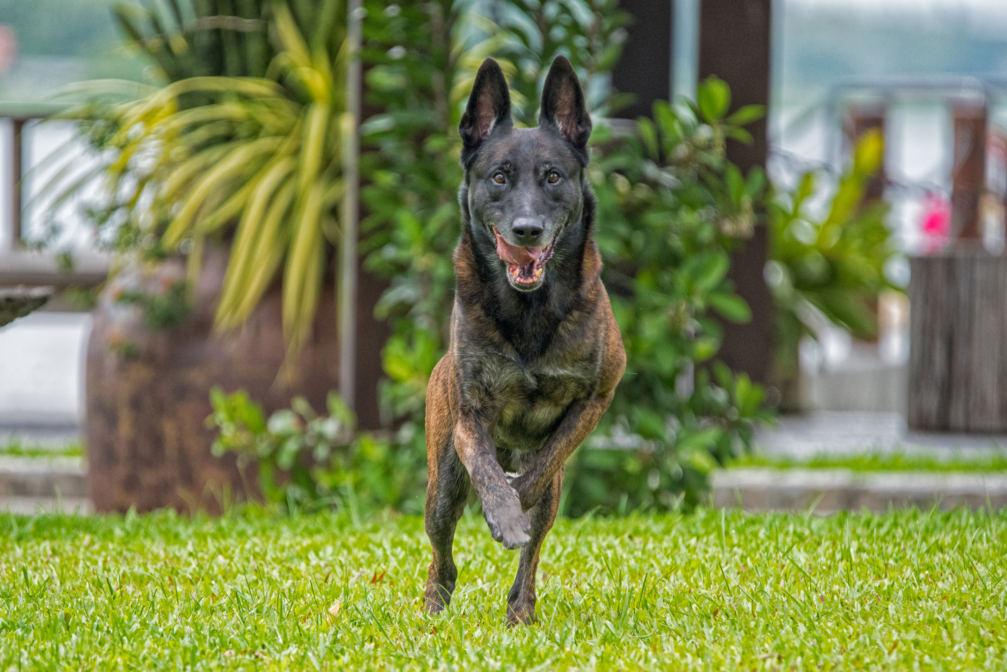 Felém rohanó kutya