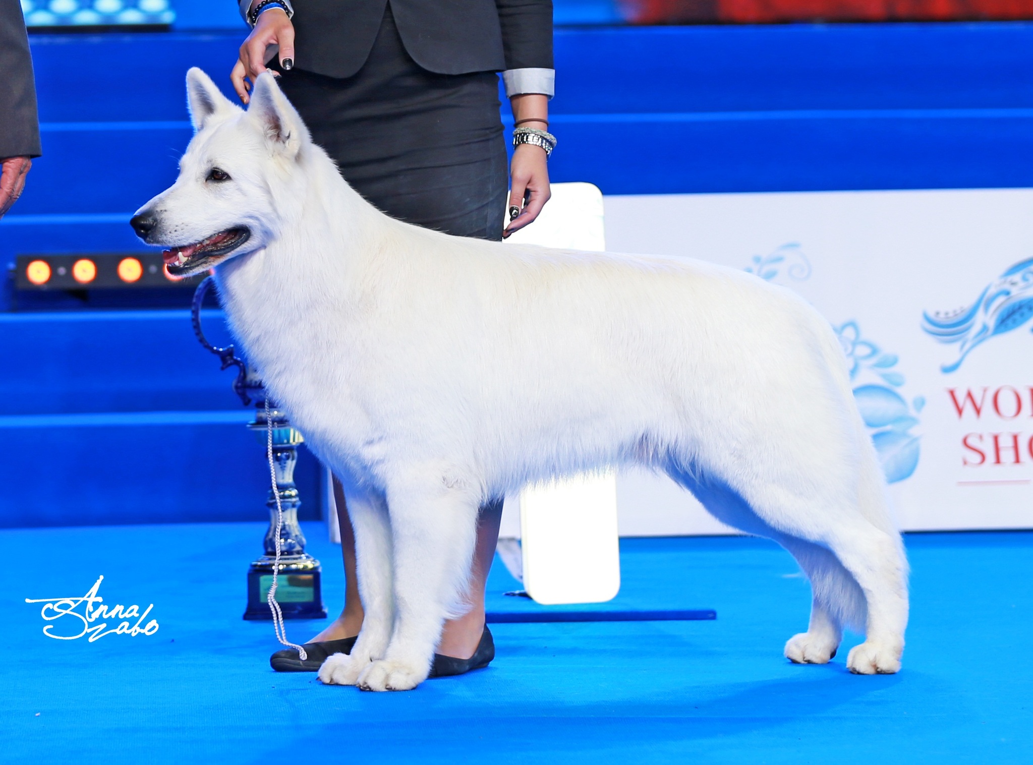 Doux of Ice Wine (T+t: Magyar Kata - Ice wine kennel) Világgyőztes, Fajtagyőztes, FCI I. csoportgyőztes Fotó: Szabó Anna