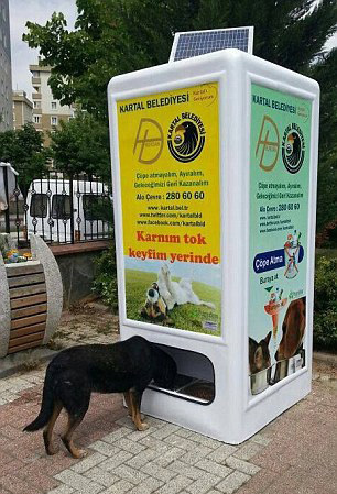 Törökországi speciális ételautomata kóbor kutyáknak