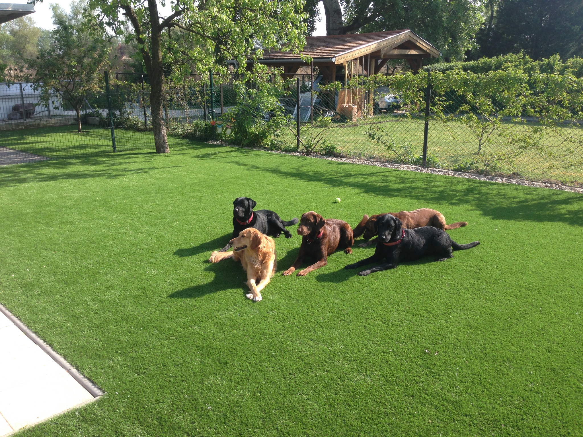 Szigetszentmiklóson is élvezik a kutyusok a zöld gyepet