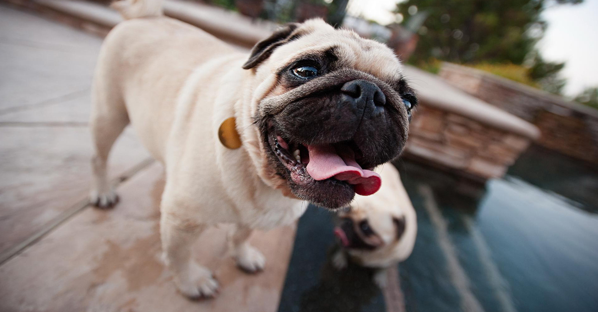 A mopszok is hajlamosak bizonyos betegségekre