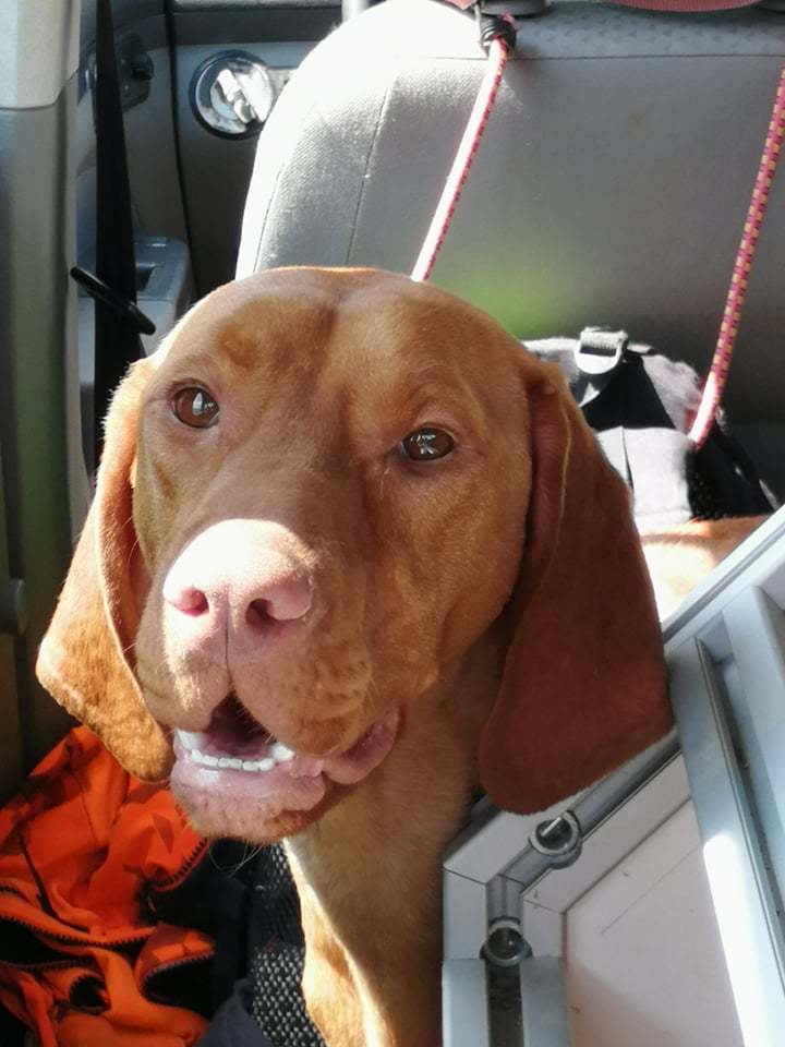 Gyömbér, a fiatal vizsla