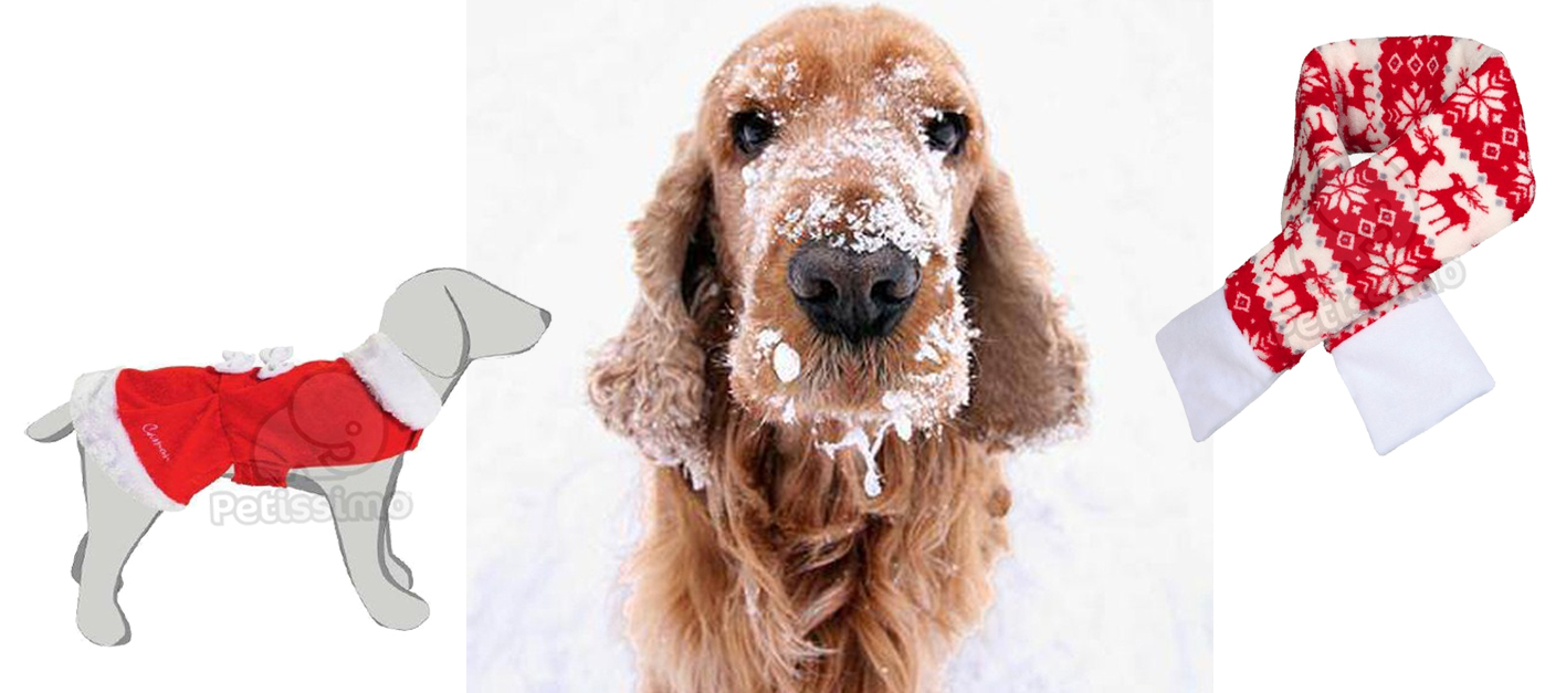 Ünnepi kutyaruha és sál