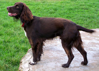 Dolgozó Cocker Spániel