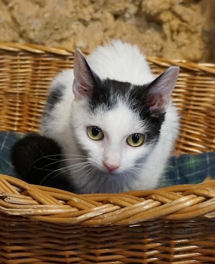 Panni cica is várja szerető gazdáját