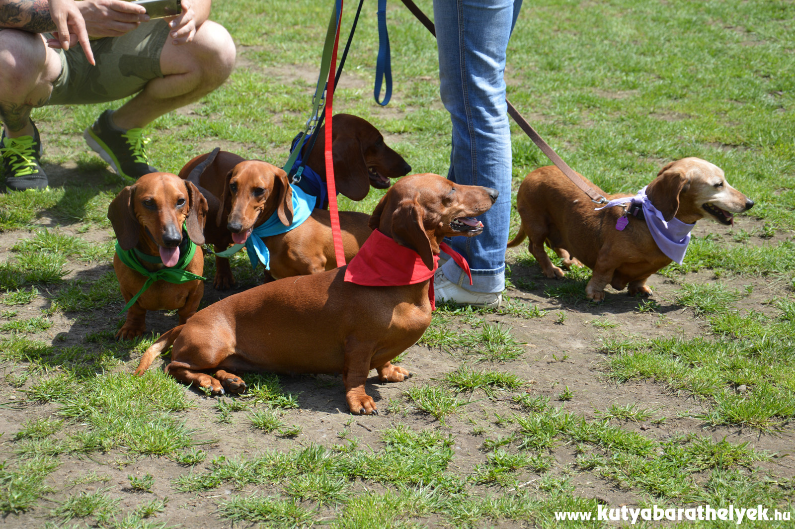 Színes kendők a tacskók nyakában: ettől lett igazán színes a tacsimajális!