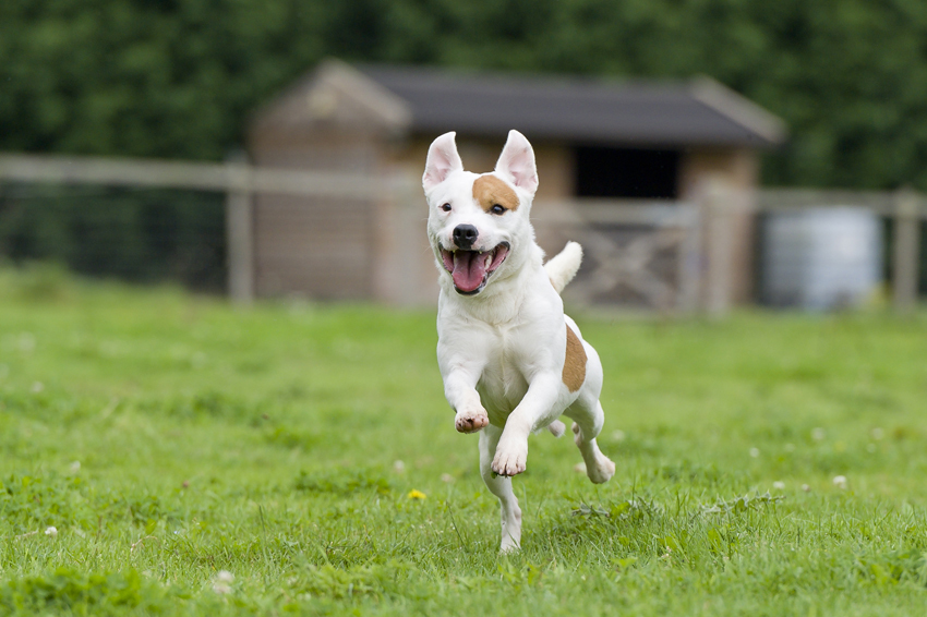 Kutyafajták futáshoz - Keverék kutya