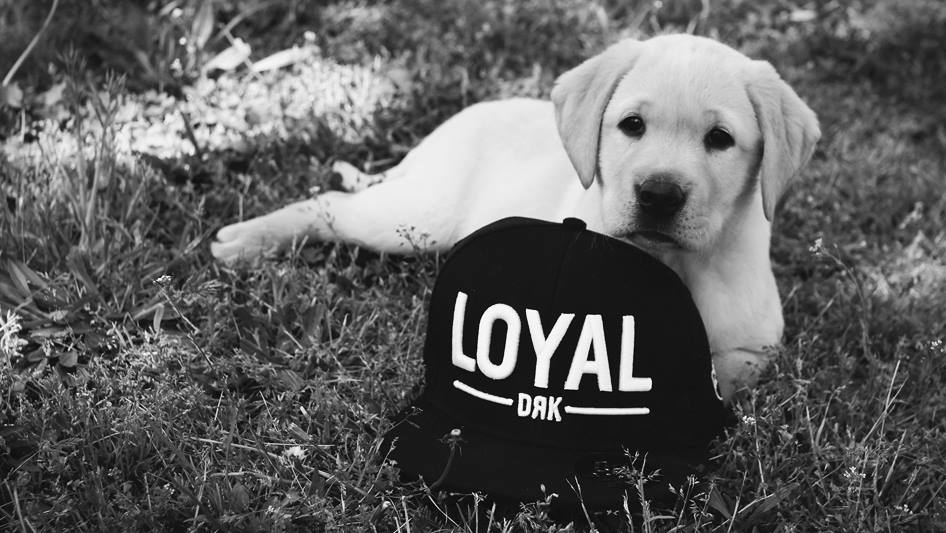 Vakvezető kutya képzést támogat a Dorko