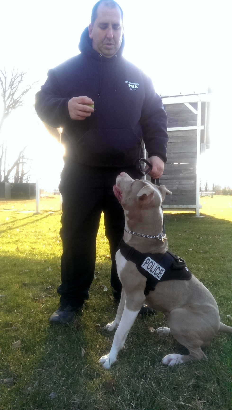 Semmi sem zökkentheti ki a munkából a pitbullt - jutalma pedig egy kis játék