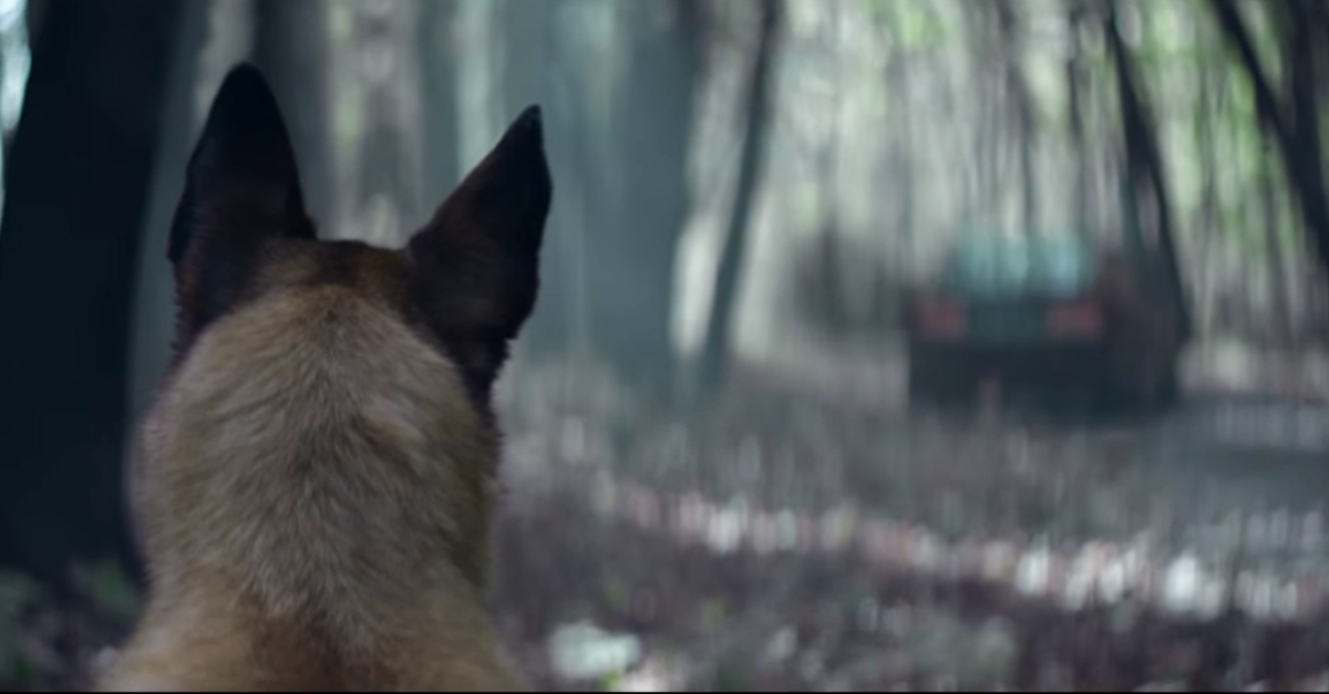 Tehetetlenül nézi a kutya, ahogy gazdája örökre elhajt...