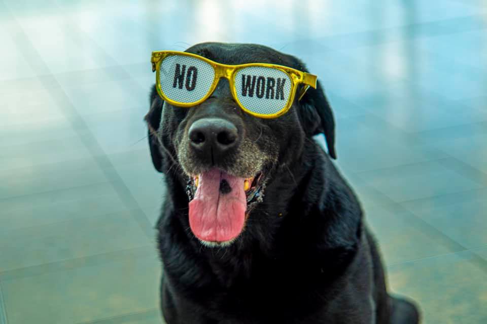 TTirado most már nyugdíjas kutyaként élvezi az életet