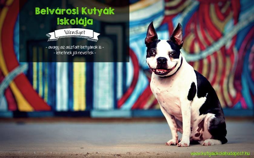 Ingyenes nyílt nap a Belvárosi Kutyák Iskolájában