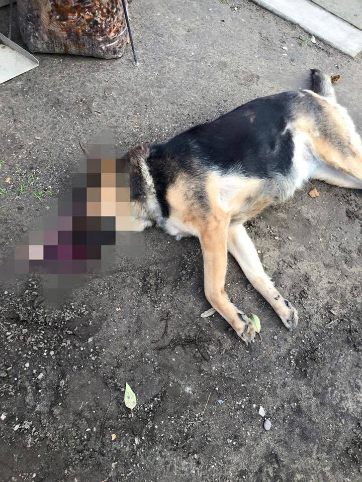 Számszeríjjal végeztek Bonival