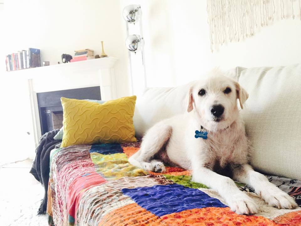 Végre a szerető gazdi oldalán 