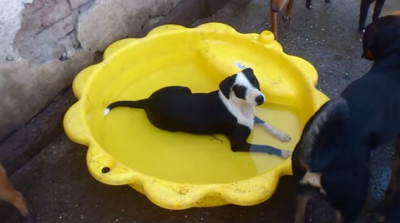 Hűsölés a forró nyárban - Sasa minden kutyáról gondoskodik, aki hozzá kerül