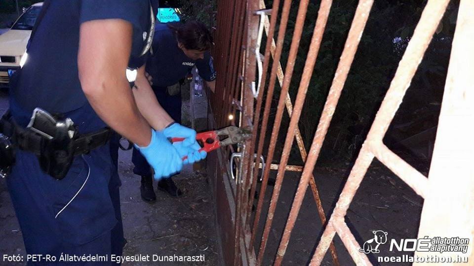 A hatóságok segítségével mentették ki a kutyákat az ingatlanról