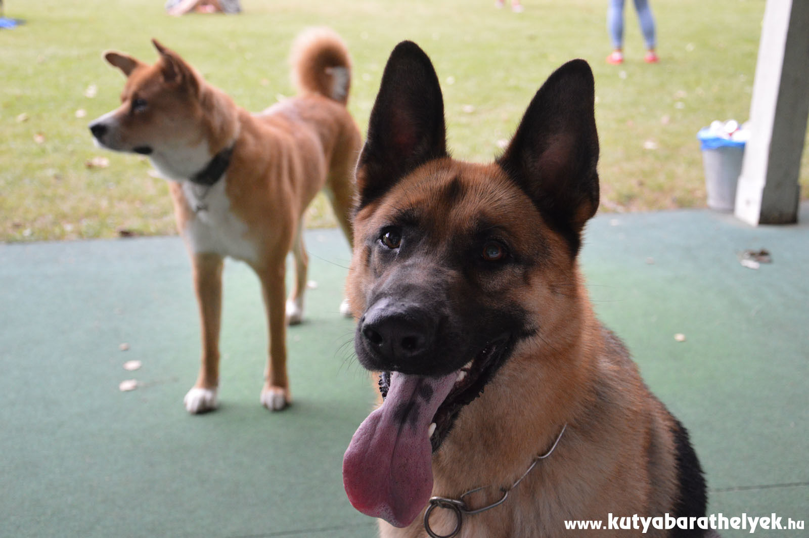 Új játszótársakat találtak maguknak a kutyák