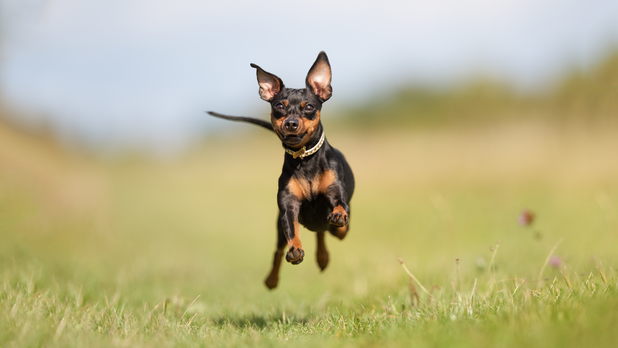 Ha a Gazdi odafigyel, a kedvencnek is felhőtlen lehet a jókedve
