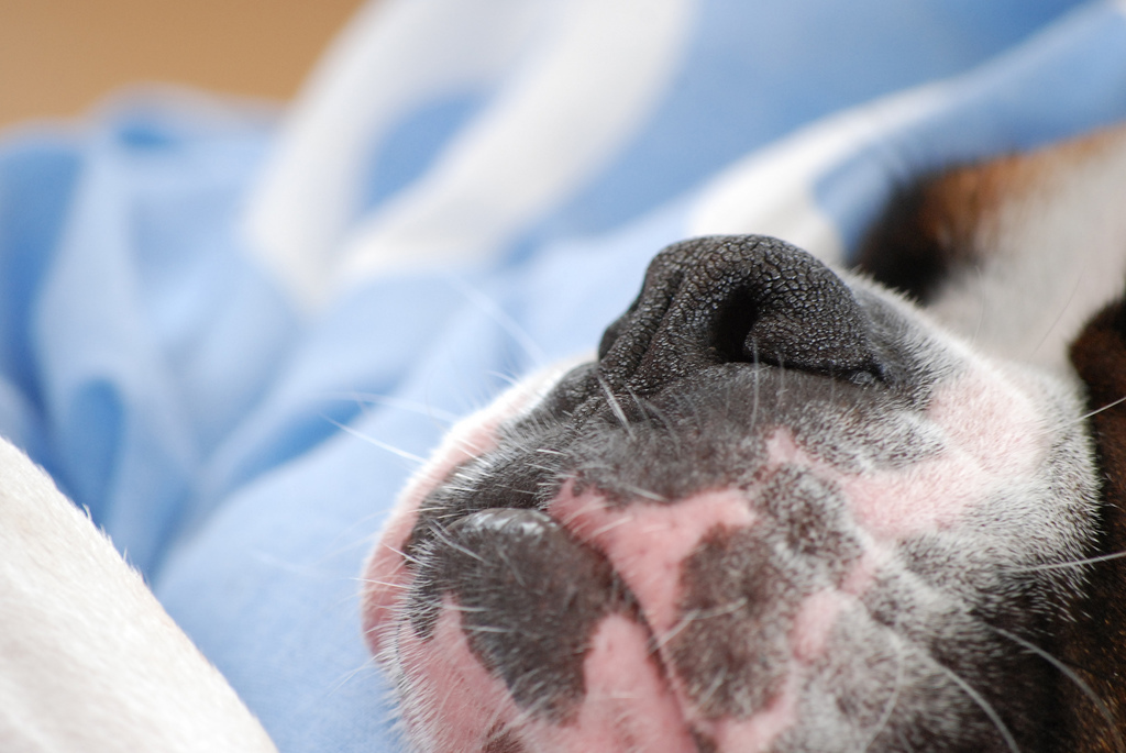 Így néz ki egy túlságosan piros nózi