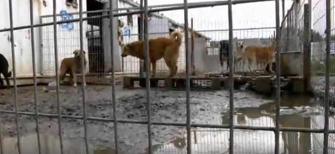 A menhelyen nagyon elhanyagolták a kutyákat