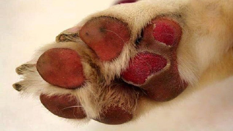 Nyáron a forró beton, télen a sózás is a mancsok sérüléséhez vezethet