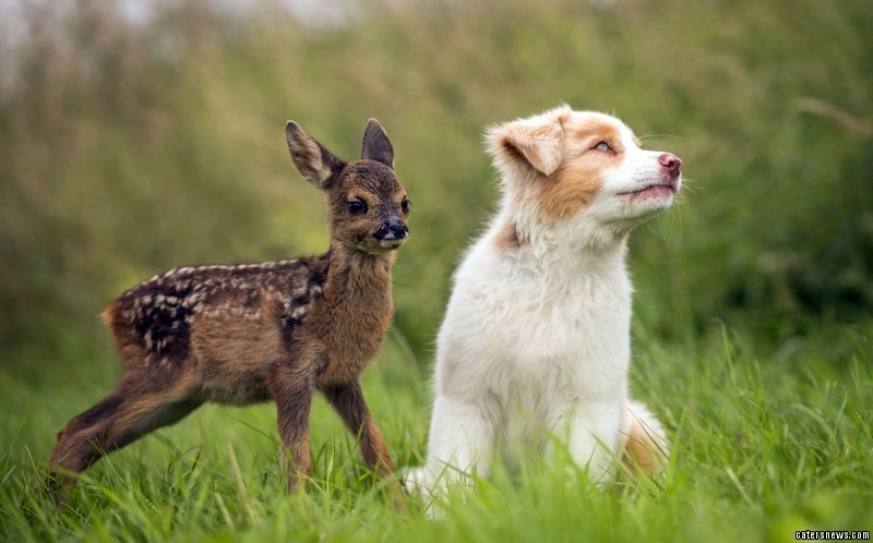 Őzike2 Lia és Pippa