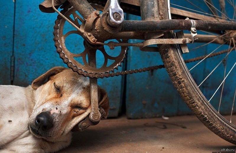 Jobb, ha béke van a kutya és a bicajos között!