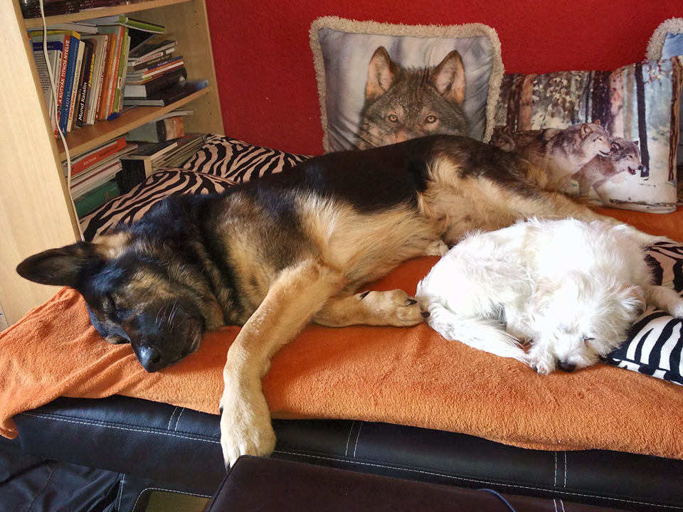 E béke nem csupán a nevelésnek köszönhető. Felhőcske és Rex azért ilyen nyugodtak, mert idegrendszerük egészséges, így akadálytalanul szocializálódhattak.