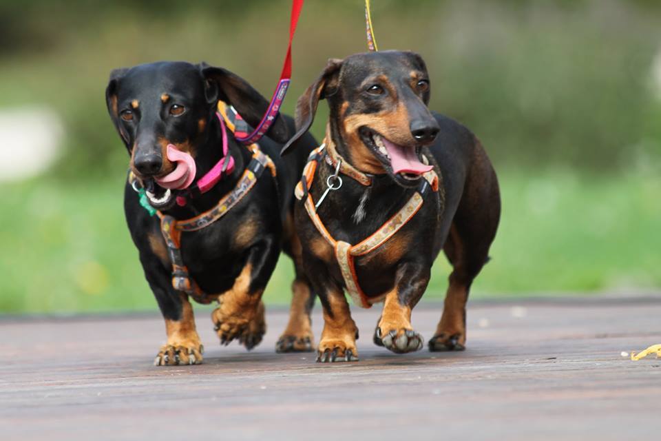 Tacskó szépségverseny - Bella és Nala