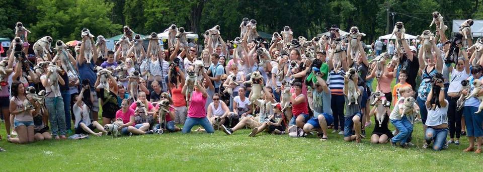 Közel ezren jöttek el kutyáikkal a II. Országos Mopsz Találkozóra